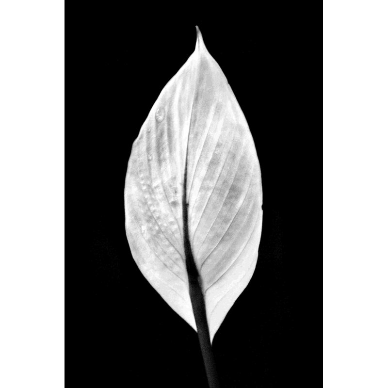 Feuille 2 - impression sur toile tendue, L 12 po x H 18 po