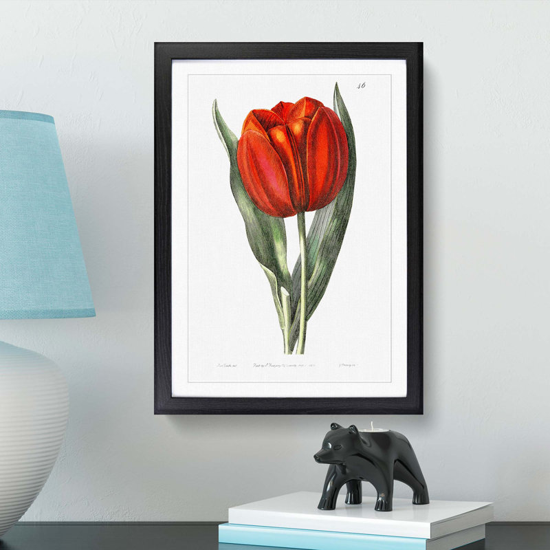 Red Tulip - Picture Frame Painting Print, Black Framed, 36cm H x 27cm W x 2cm D