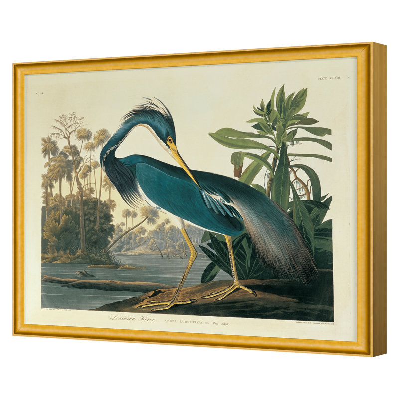 Louisiana Heron Plate 217 Print by Porter Design, 30" H x 36" W