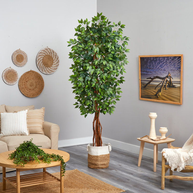 Ficus 90 po dans un panier en coton