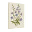 Plantes et fleurs mauves, bleues et blanches avec des feuilles vertes-406875725