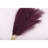 Pampas-483141775