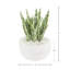 Snake Plant in Fiberstone pot à fleurs avec des roches