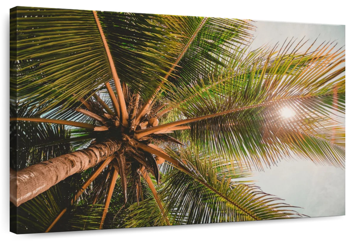 Lark Manor™ Harnek Canopy Palm Tree | Wayfair