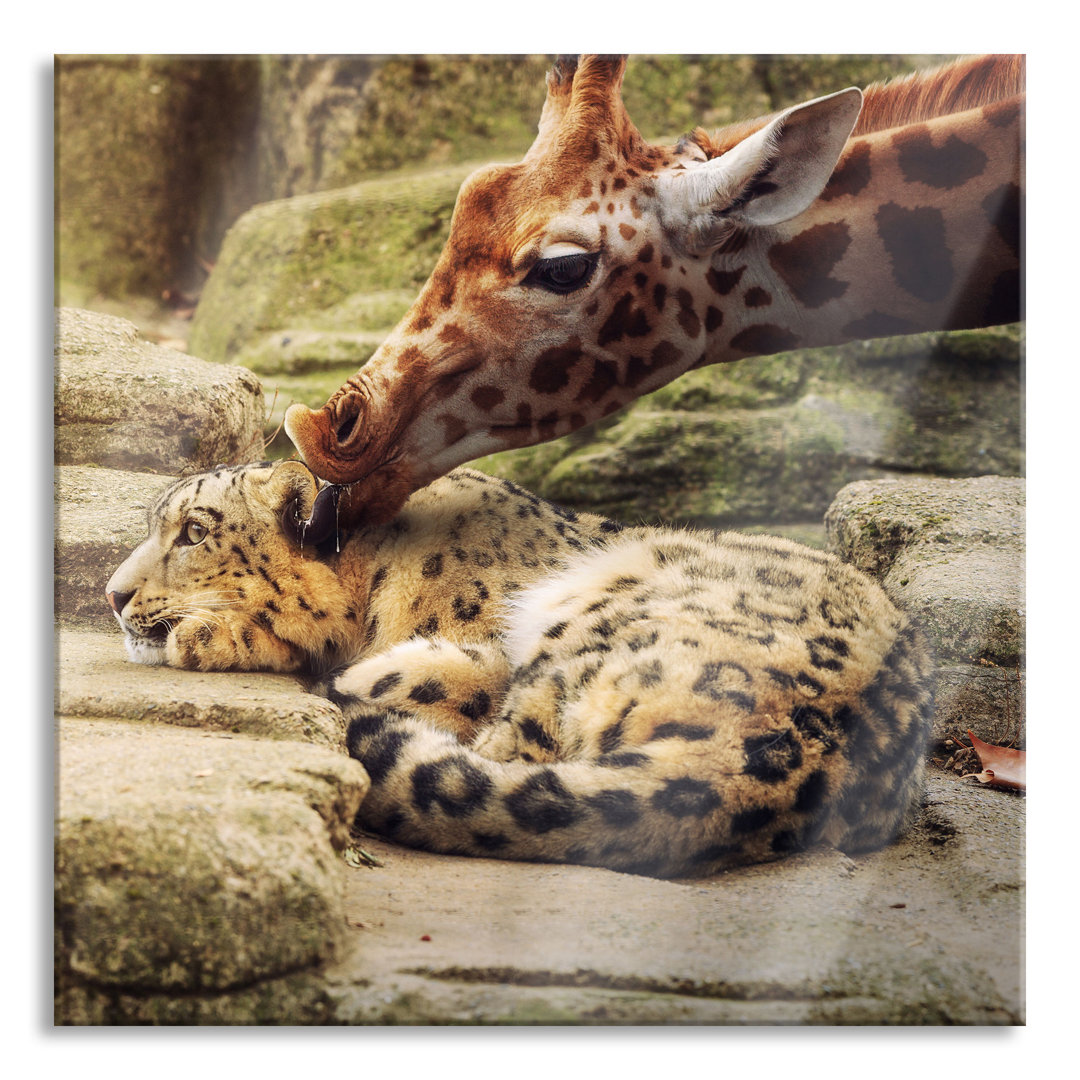 Glasbild Leopard und Giraffe