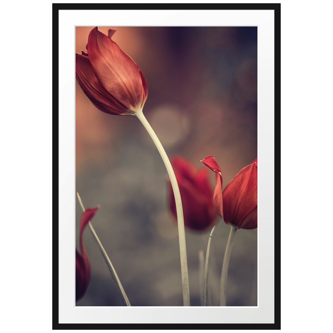 Gerahmtes Poster Tulpen im Abendlicht