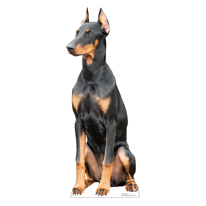 Doberman Dog