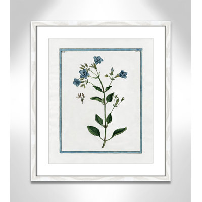 Colombe "Shabby Elegance Botanical II" Print