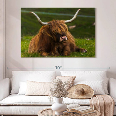 Highland Cow On Grass