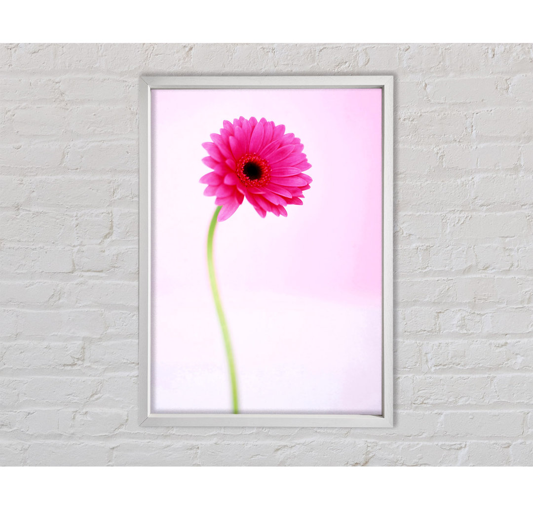 Rosa auf rosa Gerbera - Einzelner Bilderrahmen Kunstdrucke auf Leinwand