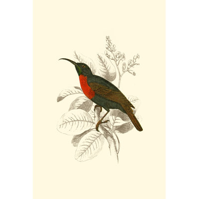 Jardine Hummingbird III 1 Piece Wrapped Canvas Wall Art