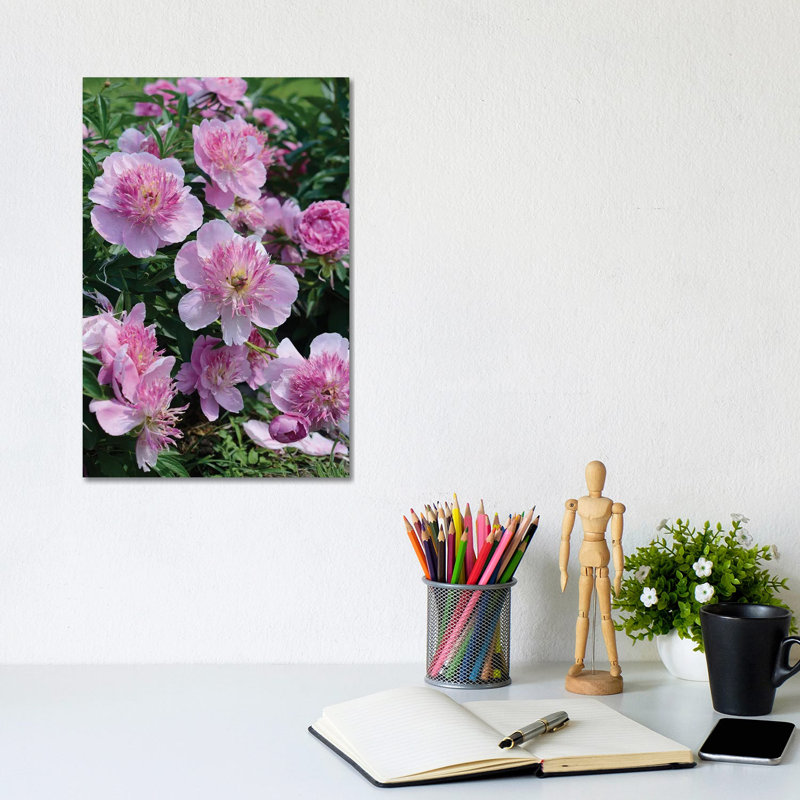 Garden of Blooming Peony II 1 Piece Wrapped Canvas Wall Art, 20.32 cm H x 30.48 cm W