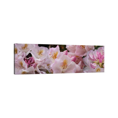 Close-up Of Rhododendron Flowers by Panoramic Images - Wrapped Canvas Panoramic Gallery-Wrapped Canvas Giclée