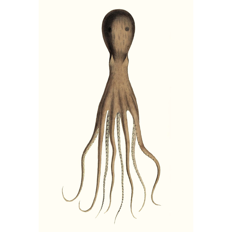 Antique Octopus Collection III - Print, Wrapped Canvas, 122 cm H x 81 cm W
