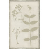 Ghost Herbaria In Celedon Giclee Print by Soicher Marin Archives
