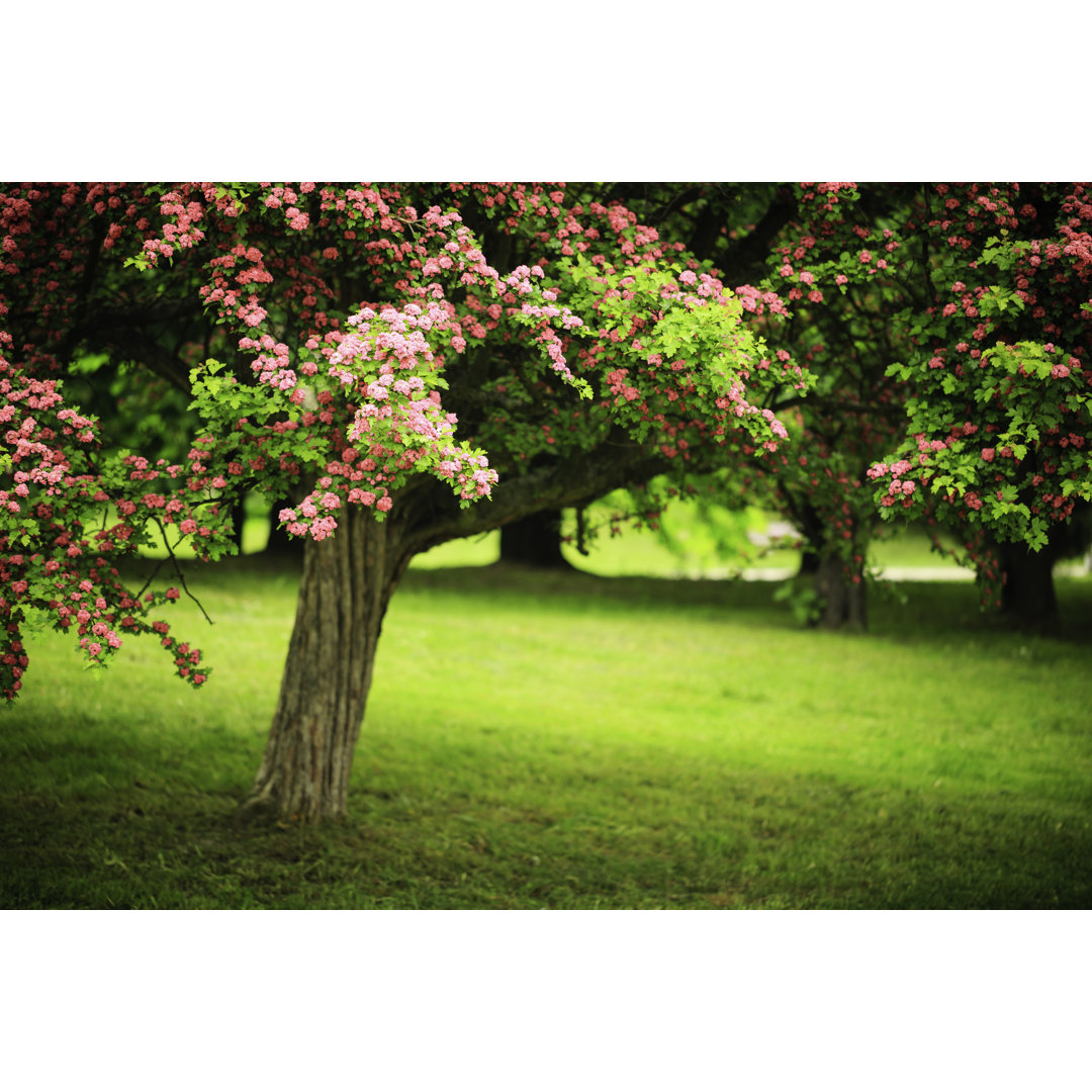 Green Park von Adam Smigielski - Kunstdrucke auf Leinwand ohne Rahmen