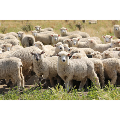 Flock of Sheep in New Zealand by Yenwen
