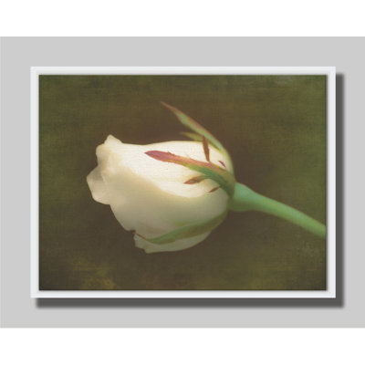 Rose blanc doux par Hal Halli. Estampe numérique