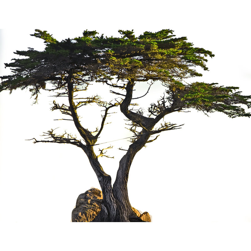 Lone Cypress Tree Cardboard Standup