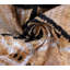 Coussin décoratif luxueux en velours de soie couleur terre 16 x 24