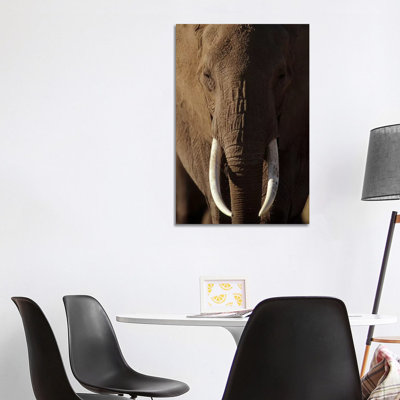 African Elephant Male Portrait With Long Tusks, Kenya by Tim Fitzharris - Wrapped Canvas Print