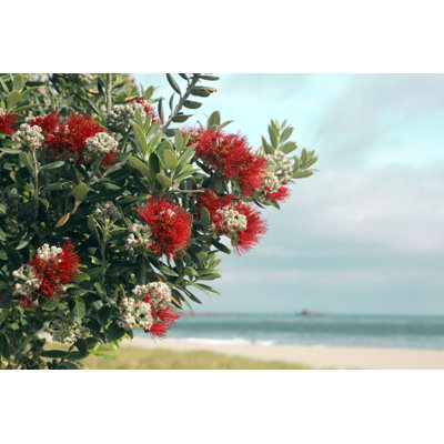 Pohutukawa Tree par Pk photoscom - Photographie sur toile tendue