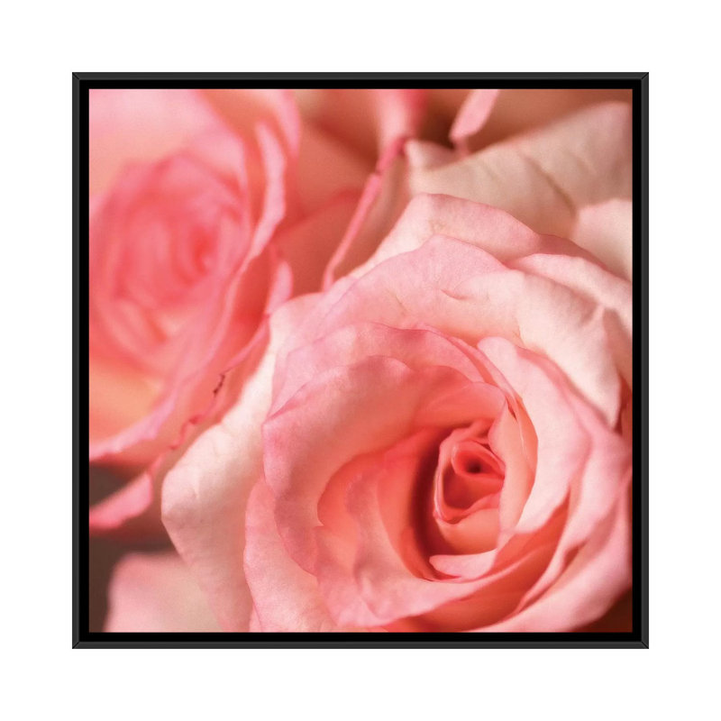 «Pink Rose II», reproduction de photo sur toile, Pas de tapis, H 18 po x l 18 po x P 1,5 po, Toile avec cadre noir
