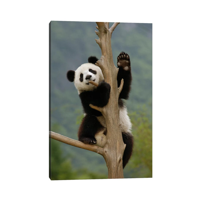 Giant Panda Cub Climbing Tree, Wolong Nature Reserve, China by Katherine Feng - Wrapped Canvas Print, 20.32 cm H x 30.48 cm W