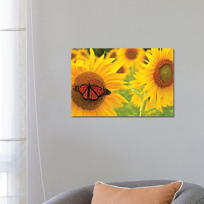Monarch on Sunflowers 1 Piece Wrapped Canvas Painting