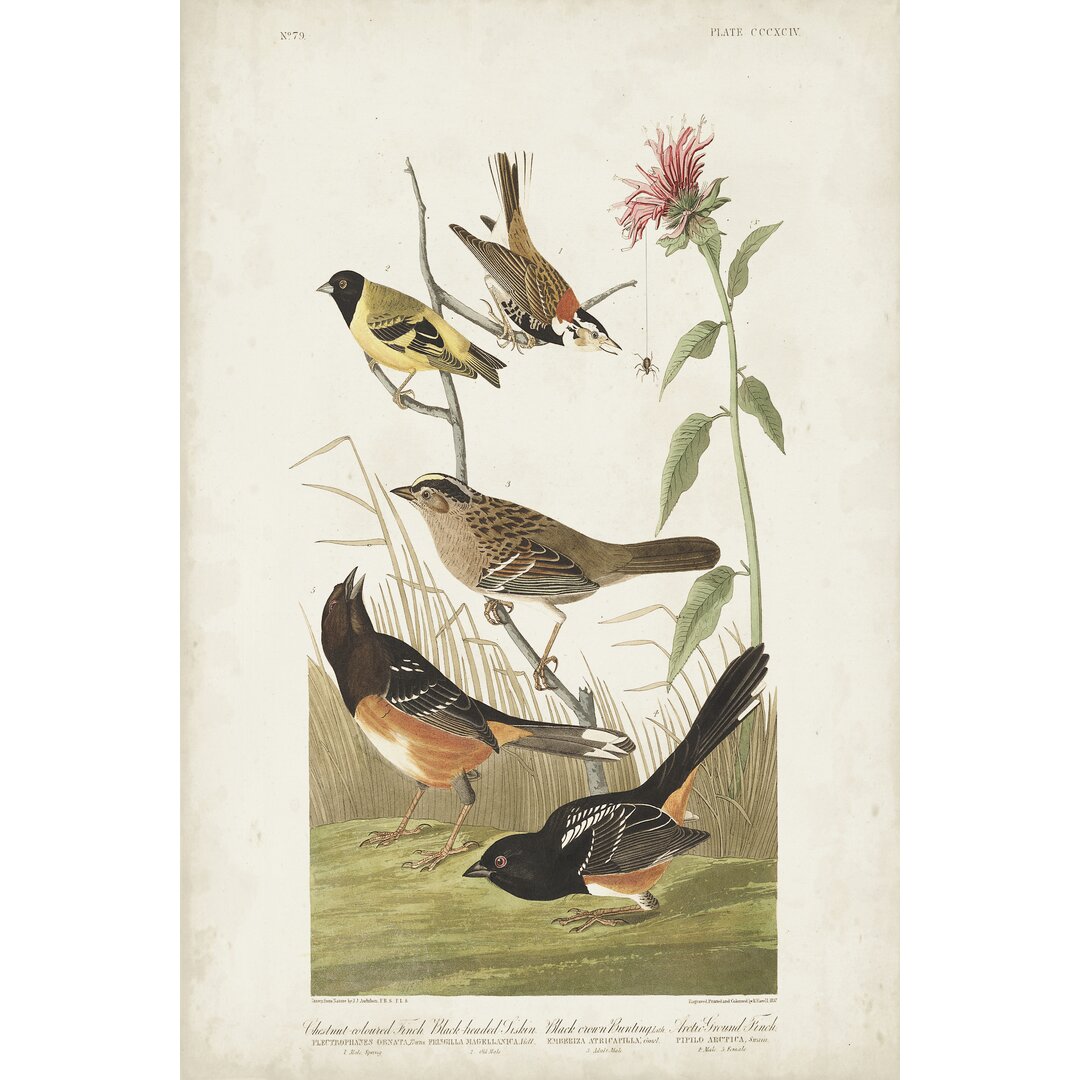 Leinwandbild Pl 394 Chestnut Coloured Finch von John Audubon