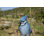 Hanging Jay on a Branch