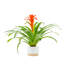 Bromeliad Plant in Planter