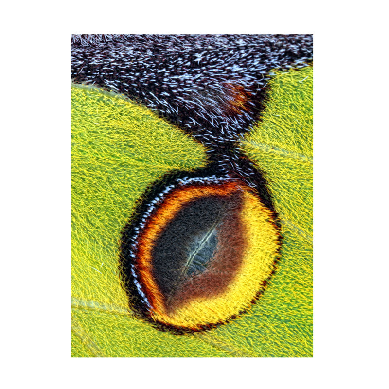 Jimmy Hoffman Eyespot Canvas Art, 24" H x 18" W