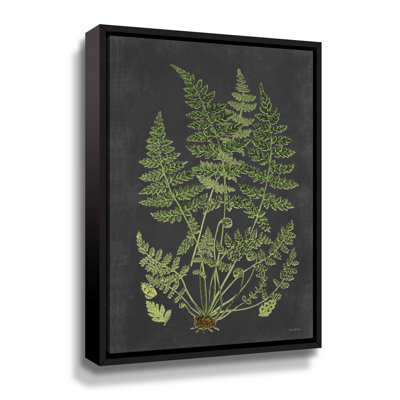 " Fern Study "