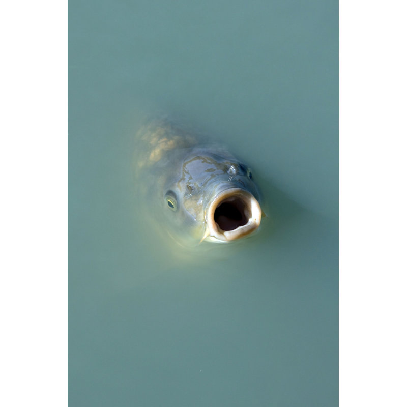 Laelyn " Active Hungry Fish ", 48" H x 32" W