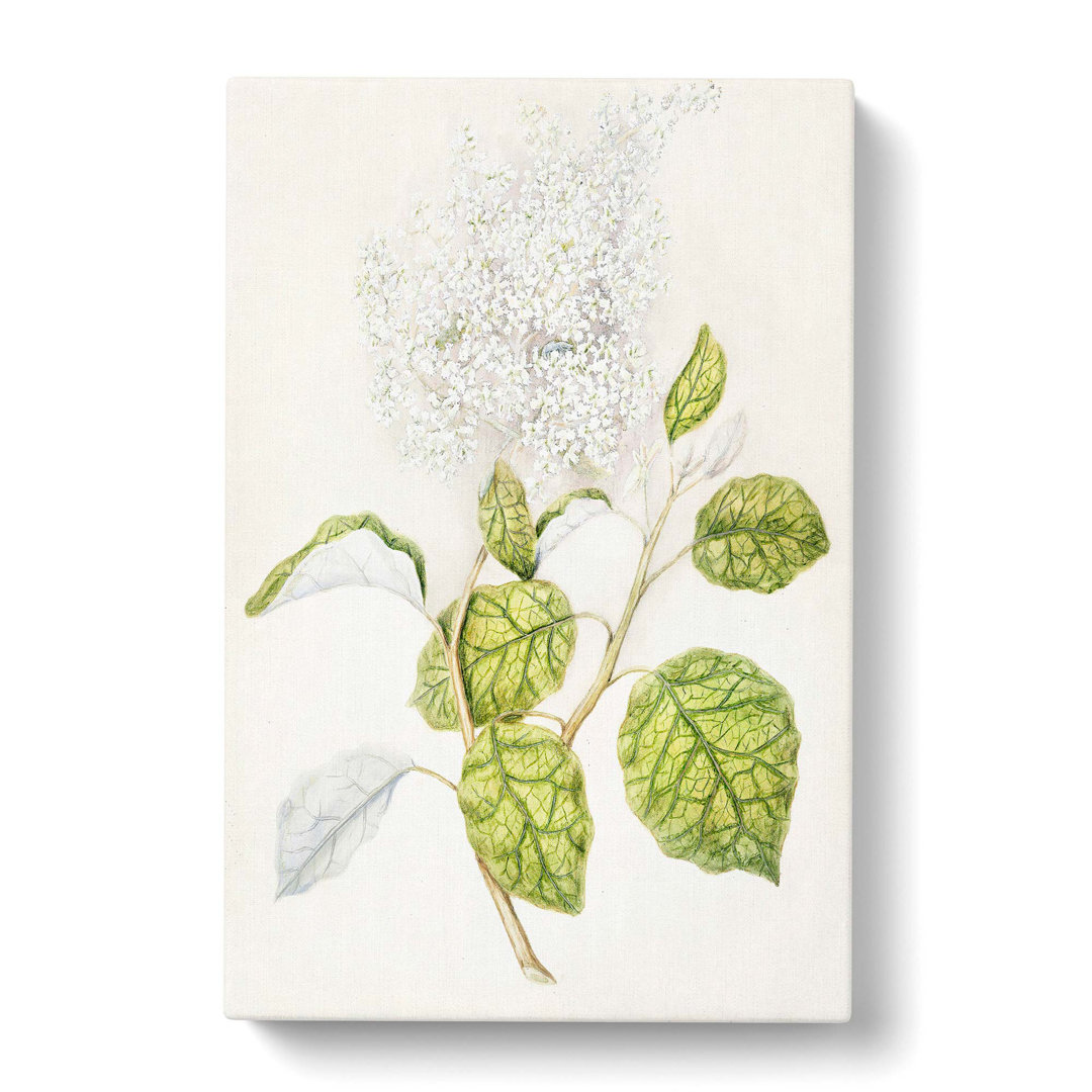 Rangiora Flowers by Sarah Featon - Wrapped Canvas