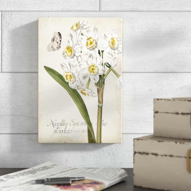 Narcissus Botanique II - Graphic Art Print, 30cm H x 20cm W, Wrapped Canvas