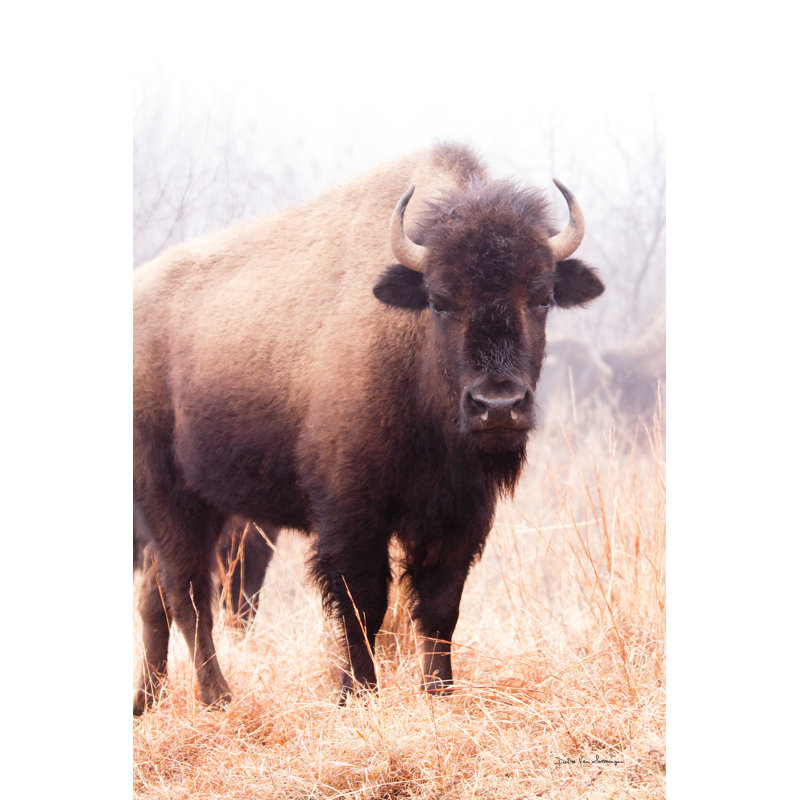 «American Bison V» par Debra Van Swearingen - impression sur toile tendue, H 18 po x l 12 po, Non, Toile tendue
