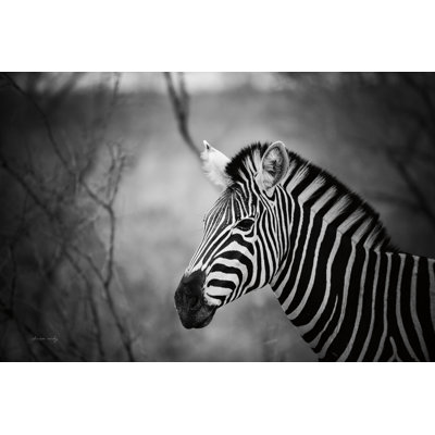 Zèbre noir et blanc par Sharon Vardy