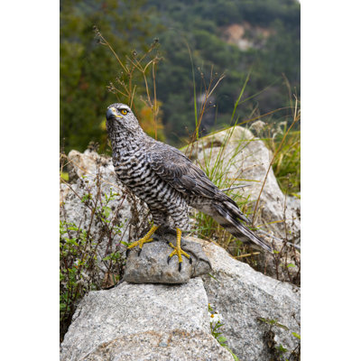 NORTHERN GOSHAWK STANDING ON ROCK STATUE