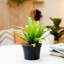 Bird''s Nest Fern in Nursery Pot