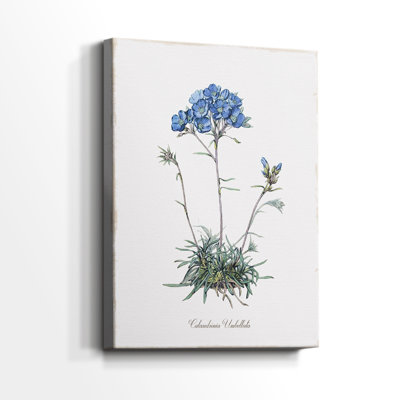 Caladrinia - Galeria Cavas