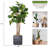 Panama 67 " H Faux Palm Tree in Fiberstone Vase