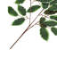 25.59cm Faux Ficus Plant-714720144