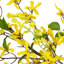 Guirlande 60 po Forsythia