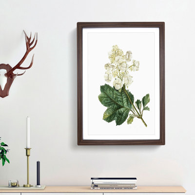 Oakleaf Hydrangea by Pierre-Joseph Redoute - Picture Frame Painting Print