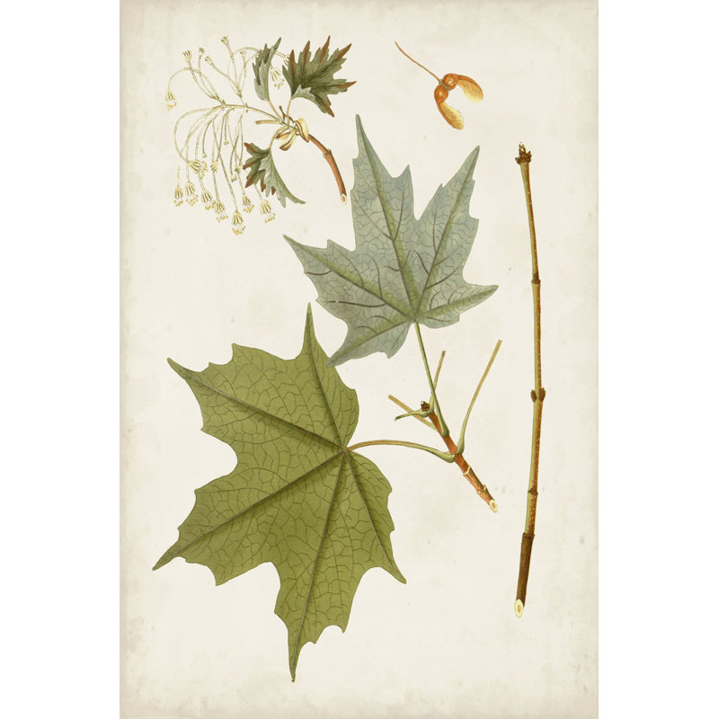 " Antique Leaves VII ", 30" H x 20" W