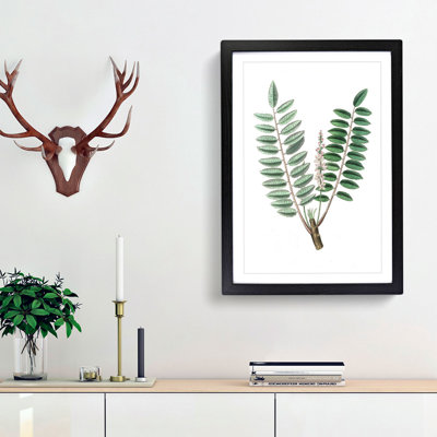 Indian Frankincense Flowers Illustration - Framed Print