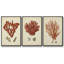 Ensemble de 3 toiles tendues Shell Collection-1798601482-1798601485