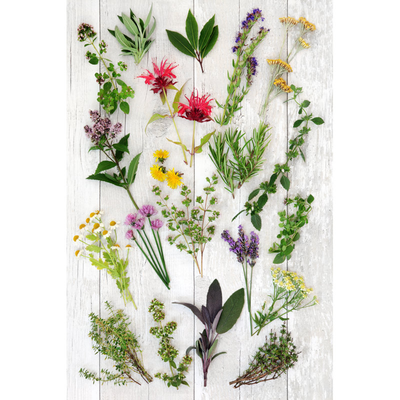 Fresh Herb - photographie abstraite sur toile tendue, H 48 po x l 32 po